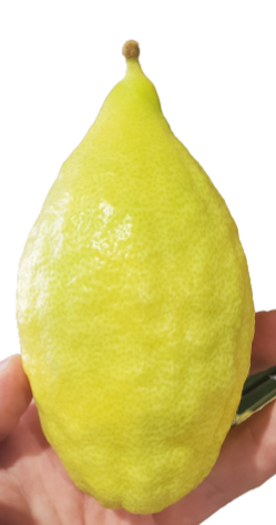 The Biblical Four Species of Sukkot — Grown in Israel