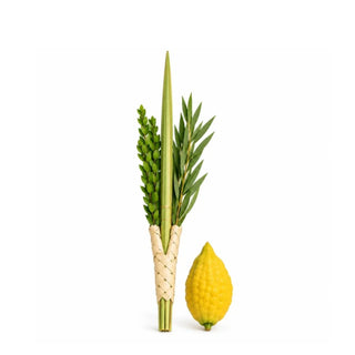 The Biblical Four Species of Sukkot — Grown in Israel