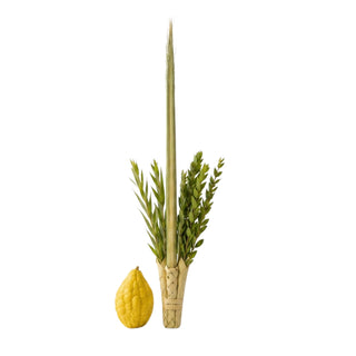 The Biblical Four Species of Sukkot