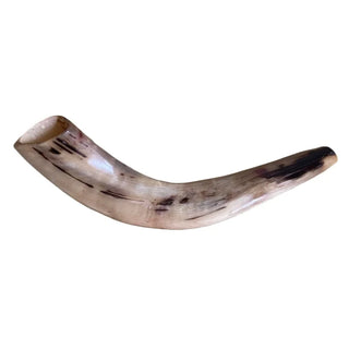 Polished Ram's Horn Shofar
