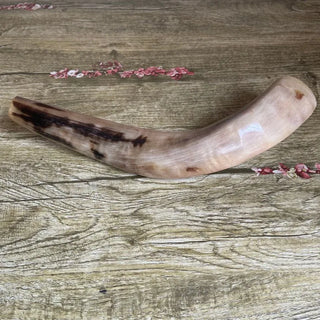 Polished Ram's Horn Shofar