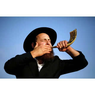 Polished Ram's Horn Shofar