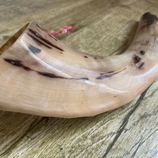 Polished Ram's Horn Shofar