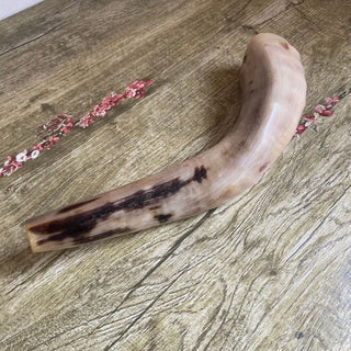 Polished Ram's Horn Shofar