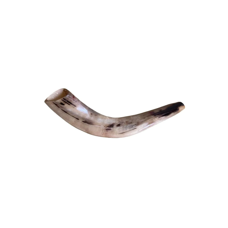 Polished Ram's Horn Shofar